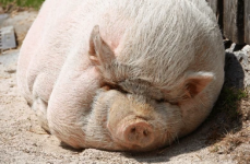 pigger.png