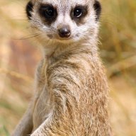 suricate88