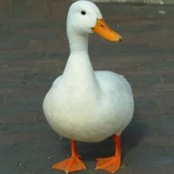 duckyduck