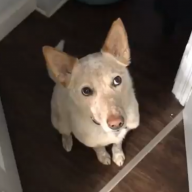 kash