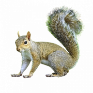 squirrel