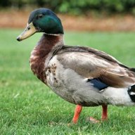 kevin@1