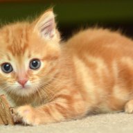 darnetcat99