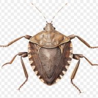 stinkbug