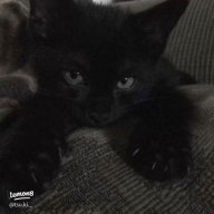 Blackcat3453453