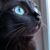 Black4Cat