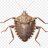 stinkbug