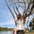 tforest12